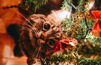 Γάτες και χριστουγεννιάτικα δέντρα: Οδηγός για ασφαλείς γιορτές