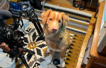 Ο Indy, το σκυλί που «έπαιξε» καλύτερα από τον Ίθαν Χοκ