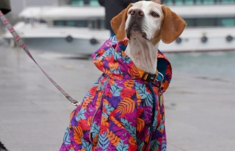 Ρούχα για κατοικίδια: Όταν τα social media μετατρέπουν μια τάση σε ολόκληρη βιομηχανία