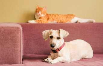 Γάτες και σκύλοι