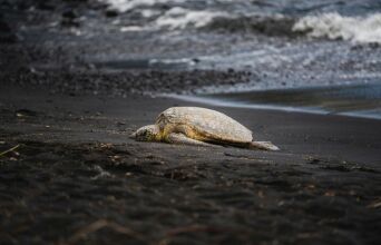 Το παράδοξο των χελωνών: Γιατί τα θηλυκά πέφτουν από γκρεμούς για να ξεφύγουν