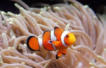 Ψάρι κλόουν