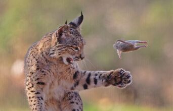 Η φωτογραφία του Ιβηρικού λύγκα που κέρδισε το βραβείο στα People's Choice 2026