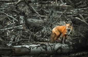 Τσερνόμπιλ: 5 απόκοσμα πράγματα που συμβαίνουν στη φύση 40 χρόνια μετά