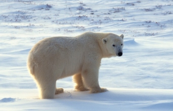 πολική αρκούδα