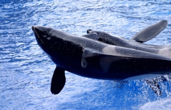 2 φαλαινες, θαλασσα