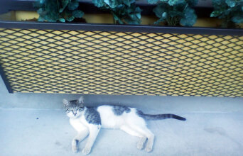 Ο γάτος του «Pronto» (κι όχι μόνο)