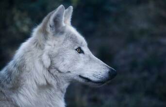 wolf-2878633_960_720.jpg