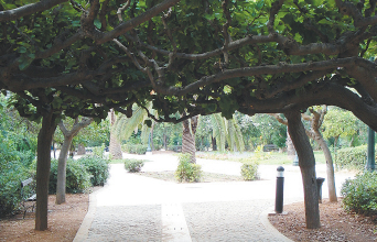 Η αλέα με τις μουριές. Το χειροποίητο στολίδι του κηπουρού  που αποφάσισε να πλέξει τα κλαριά.