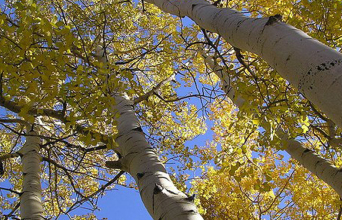 ΔΕΗ, Κόψιμο δέντρων, λεύκες