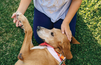 Save a Greek Stray, Παγκόσμια Ημέρα των Ζώων, Μαρίνα Φλοίσβου, Ελένη Φουρέιρα