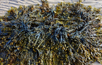seaweed.jpg