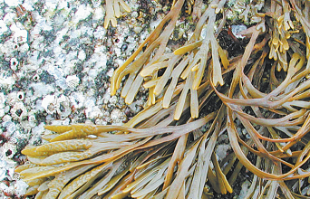 Φύκια: Σύμμαχος στην ομορφιά