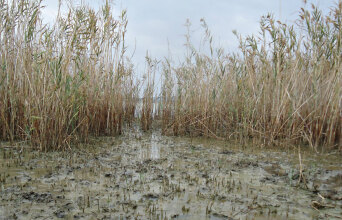 Θεσσαλονίκη, Κιλκίς, Πικρολίμνη