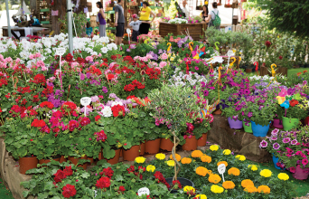 66η Ανθοκομική Έκθεση Κηφισιάς: Στις 29 Μαΐου εγκαινιάζεται η γιορτή των λουλουδιών