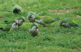 Παπαγάλοι στο Ζάππειο