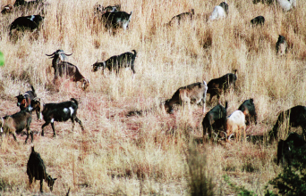 Τα Καμένα Βούρλα