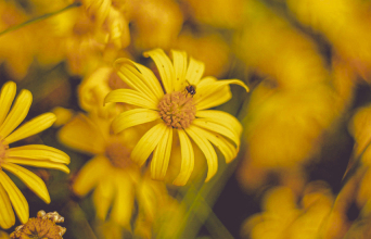 Γύρη η θαυματουργή