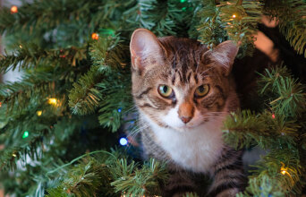 Γάτα σκαρφαλωμένη μέσα σε χριστουγεννιάτικο δέντρο