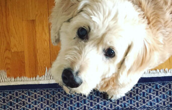 Ο σκύλος του Δημήτρη Παπαδόπουλου, Άλφι