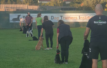 Professional Dog Trainers Institute