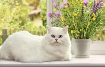 Γάτα μπροστά από το παράθυρο