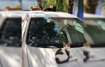 Φτιάξε μου τη μέρα 780: Εικόνες που μας φτιάχνουν ή μας χαλάνε τη διάθεση