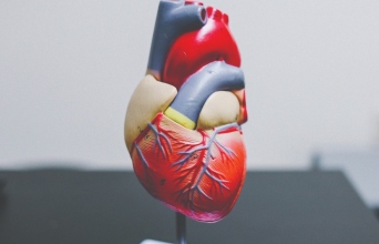 Η ανθρώπινη καρδιά