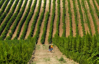 Στιγμιότυπο από τον τρύγο στο Κτήμα Γεροβασιλείου.