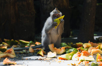 Μαιμού κρατάει φλούδες πεπονιού
