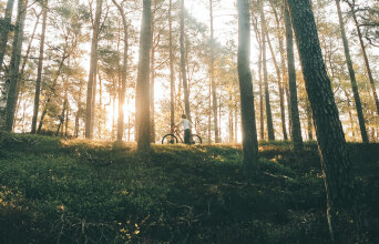 Δάσος και παιδί με ποδήλατο