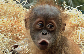 Μαιμού σε ζωολογικό κήπο / Φωτογραφία της Dana Knížková