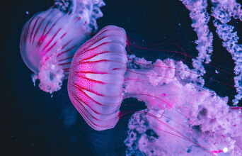 Μωβ μέδουσα