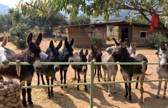 Γαϊδουροχώρα στο Κορωπί
