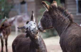 Στη Γαϊδουροχώρα