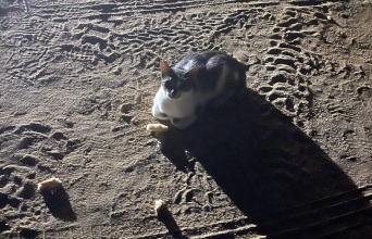 Ο Φώτης Γεωργελές μοιράζεται εικόνες, σκέψεις και παρατηρήσεις από τις καλοκαιρινές διακοπές.