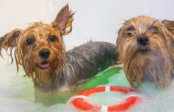 Dogo Loco - Dog Grooming & Spa