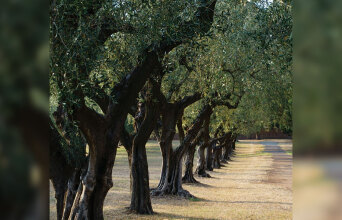 Δέντρα ελιές