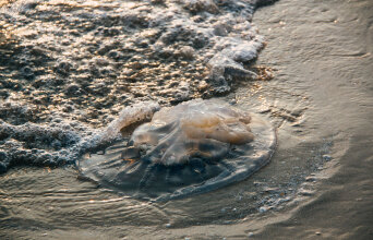 Μέδουσα σε παραλία