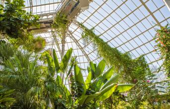 σπίτι με φυτά 