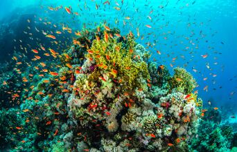 Έργα της DIMAND