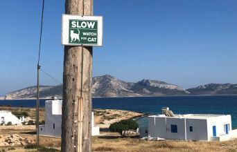 «Προσοχή, διέλευση γατών!» (πινακίδα στο Κουφονήσι)