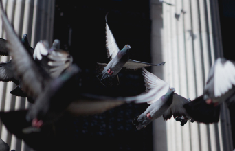 Τα περιστέρια της Αθήνας