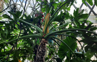 Πεντανόστιμα τέρατα ή οι κήποι που μένουν πίσω