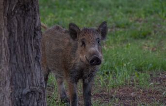 Αγριογούρουνο