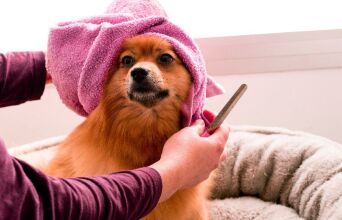 4 στέκια που θα λατρέψει το ζωάκι σου