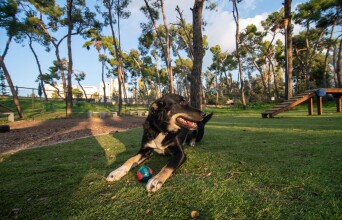 Dog Parks