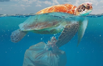 Τι κάνει η Ευρώπη για να πατάξει το περιβαλλοντικό έγκλημα;  