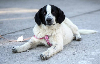 Animal’s voice: Γιατί έχουν αυξηθεί οι εγκαταλείψεις σκύλων;
