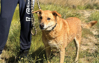 Η ιστορία του Μάρκου: Πώς βρήκα τον σκύλο μου που είχε χαθεί
